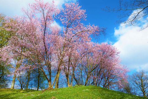 Hotel am Kurpark in Malente blühende Bäume im Park