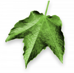 Hotel am Kurpark in Malente - Weinblatt